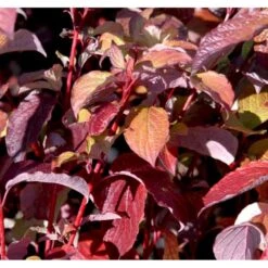 Rødgrenet Kornel 'Sibirica' Cornus Alba 'Sibirica' Potte 12 Liter,- 100-125 Cm. -Sirius Butik mi618 cornus alba sibirica c10f