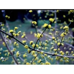 Kirsebærkornel Cornus Mas Solitær Busk 200-250 Cm. Høj,- 150-200 Cm. Bred.,- Med Trådklump -Sirius Butik mi647 cornus mas 5fca