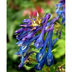 Lærkespore Corydalis Elata 1 Liter Potte -Sirius Butik mi657 corydalis elata f721