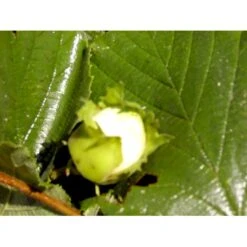 Storfrugtet Hassel 'Bolviller' Corylus Avellana 'Bolviller' 7,5 Liter Potte