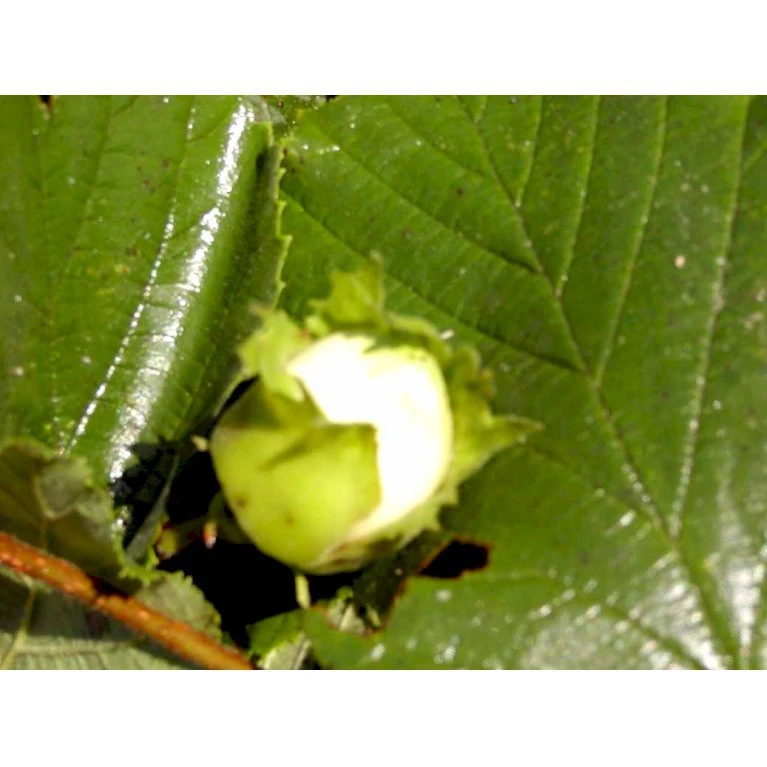 Storfrugtet Hassel 'Bolviller' Corylus Avellana 'Bolviller' 7,5 Liter Potte 1 Storfrugtet Hassel 'Bolviller' Corylus Avellana 'Bolviller' 7,5 Liter Potte