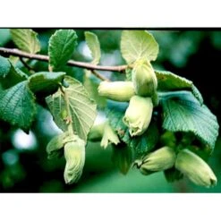 Storfrugtet Hassel 'Bolviller' Corylus Avellana 'Bolviller' 7,5 Liter Potte 5 Storfrugtet Hassel 'Bolviller' Corylus Avellana 'Bolviller' 7,5 Liter Potte -Sirius Butik mi682 corylus avellana halle sche riesen 7f99