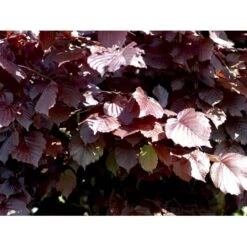 Purpurhassel Corylus Maxima 'Purpurea' Solitær Busk 150-200 Cm. - Med Klump -Sirius Butik mi684 corylus maxima purpurea 89f2