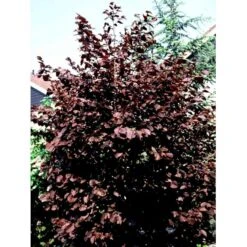 Purpurhassel Corylus Maxima 'Purpurea' Solitær Busk 150-200 Cm. - Med Klump -Sirius Butik mi684 corylus maxima purpurea 9797