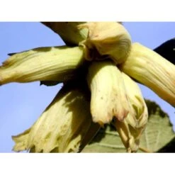 Storfrugtet Hassel 'Lamberts Filbert' Corylus Maxima 'Lamberts Filbert' 7,5 Liter Potte -Sirius Butik mi685 corylus avellana lambert filbert 311d