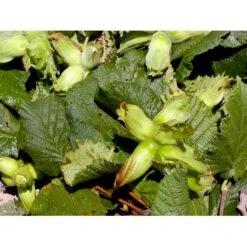 Storfrugtet Hassel 'Lamberts Filbert' Corylus Maxima 'Lamberts Filbert' 7,5 Liter Potte -Sirius Butik mi685 corylus avellana lambert filbert f309