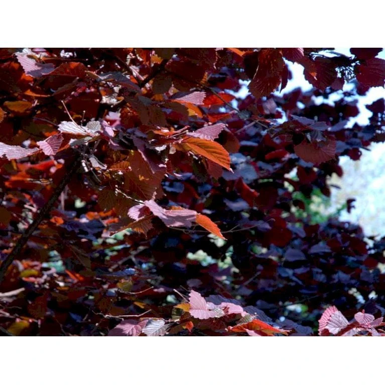 Storfrugtet Hassel 'Rød Zellernød' Corylus Maxima 'Rød Zellernød' 7,5 Liter Potte 1 Storfrugtet Hassel 'Rød Zellernød' Corylus Maxima 'Rød Zellernød' 7,5 Liter Potte