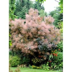 Parykbusk 'Grace' Cotinus Coggygria 'Grace' Opstammet 80 Cm. 7,5 Liter Potte -Sirius Butik mi692 cotinus coggygria grace 37ef