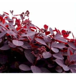 Rødbladet Parykbusk 'Royal Purple' Cotinus Coggygria 'Royal Purple' Potte 2,0 Liter,- 30-40 Cm. 9 Rødbladet Parykbusk 'Royal Purple' Cotinus Coggygria 'Royal Purple' Potte 2,0 Liter,- 30-40 Cm. -Sirius Butik mi697 cotinus coggygria royal purple 6ed7