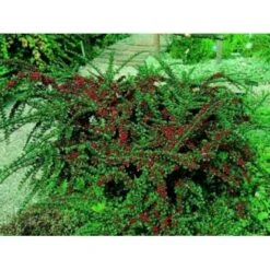 Fiskeben-Dværgmispel 'Cotali' Cotoneaster Horizontalis 'Cotali' 3,5 Liter Potte 9 Fiskeben-Dværgmispel 'Cotali' Cotoneaster Horizontalis 'Cotali' 3,5 Liter Potte -Sirius Butik mi707 cotoneaster cotali 9f2b