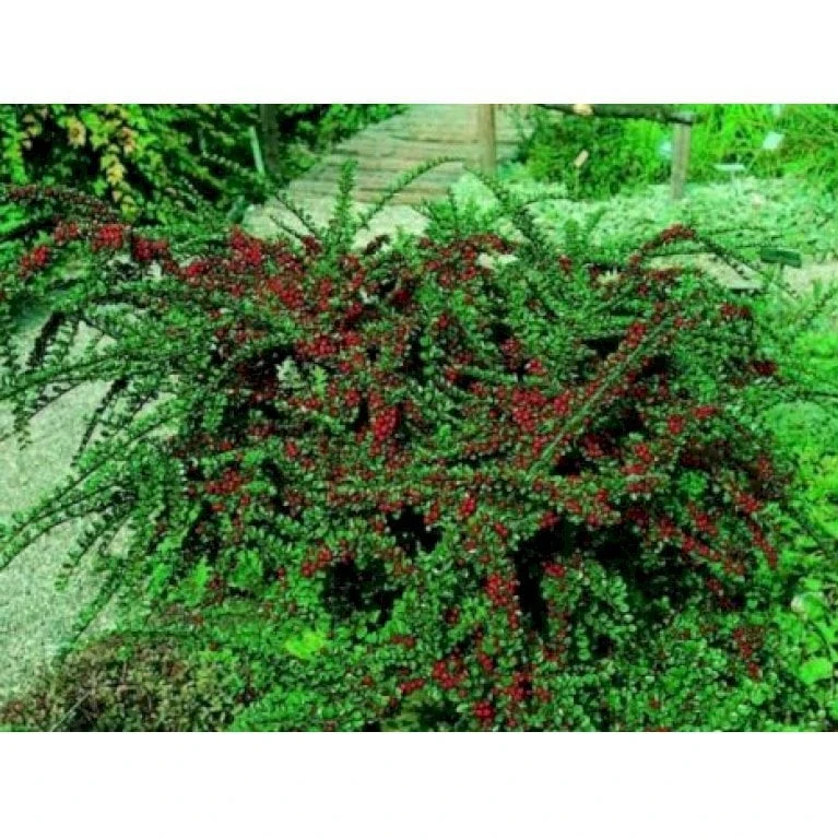 Fiskeben-Dværgmispel 'Cotali' Cotoneaster Horizontalis 'Cotali' 3,5 Liter Potte 5 Fiskeben-Dværgmispel 'Cotali' Cotoneaster Horizontalis 'Cotali' 3,5 Liter Potte - Billede 5