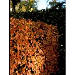 Glansdværgmispel Cotoneaster Lucidus Potte 4,0 Liter,- 50-60 Cm. -Sirius Butik mi708 cotoneaster lucidus db7c