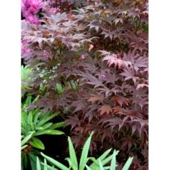 Japansk Ahorn 'Atropurpureum' Acer Palmatum 'Atropurpureum' Potte 4,0 Liter,- 60-80 Cm. 14 Japansk Ahorn 'Atropurpureum' Acer Palmatum 'Atropurpureum' Potte 4,0 Liter,- 60-80 Cm. -Sirius Butik mi72 acer palmatum atropurpureum 39d1