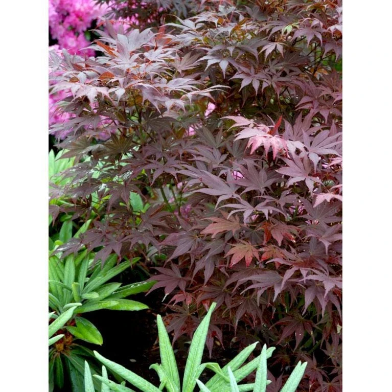 Japansk Ahorn 'Atropurpureum' Acer Palmatum 'Atropurpureum' Potte 4,0 Liter,- 60-80 Cm. 5 Japansk Ahorn 'Atropurpureum' Acer Palmatum 'Atropurpureum' Potte 4,0 Liter,- 60-80 Cm. - Billede 5