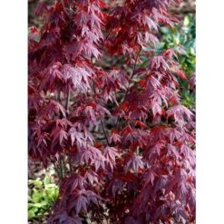 Japansk Ahorn 'Atropurpureum' Acer Palmatum 'Atropurpureum' Potte 4,0 Liter,- 60-80 Cm. 16 Japansk Ahorn 'Atropurpureum' Acer Palmatum 'Atropurpureum' Potte 4,0 Liter,- 60-80 Cm. -Sirius Butik mi72 acer palmatum atropurpureum 4cfa