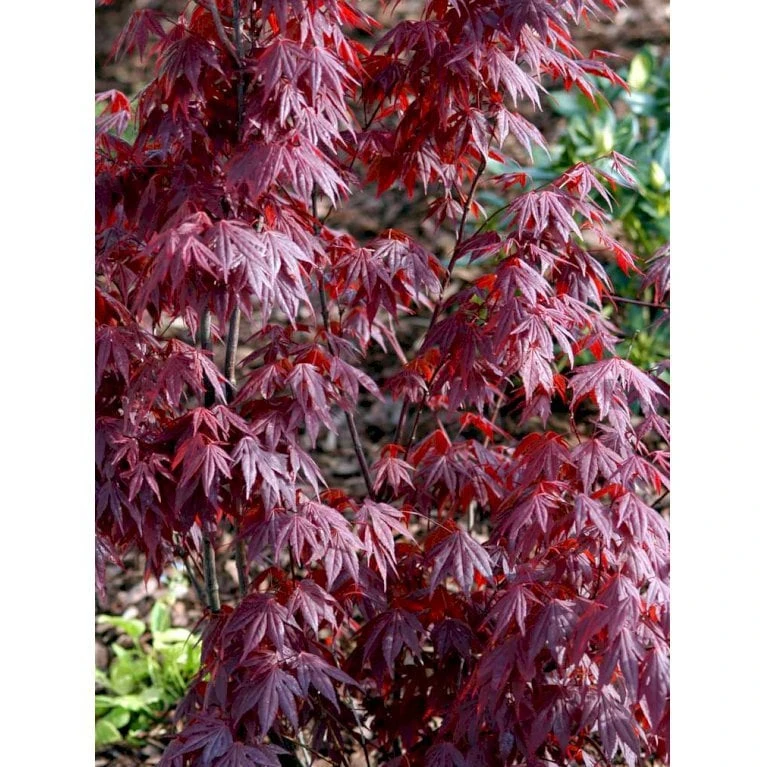 Japansk Ahorn 'Atropurpureum' Acer Palmatum 'Atropurpureum' Potte 4,0 Liter,- 60-80 Cm. 7 Japansk Ahorn 'Atropurpureum' Acer Palmatum 'Atropurpureum' Potte 4,0 Liter,- 60-80 Cm. - Billede 7