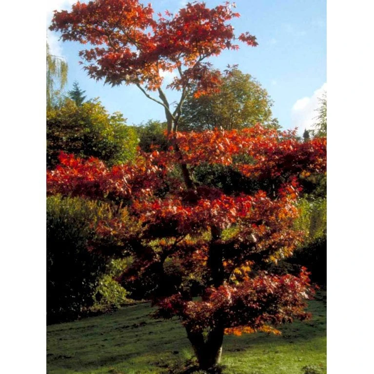 Japansk Ahorn 'Atropurpureum' Acer Palmatum 'Atropurpureum' Potte 4,0 Liter,- 60-80 Cm. 9 Japansk Ahorn 'Atropurpureum' Acer Palmatum 'Atropurpureum' Potte 4,0 Liter,- 60-80 Cm. - Billede 9