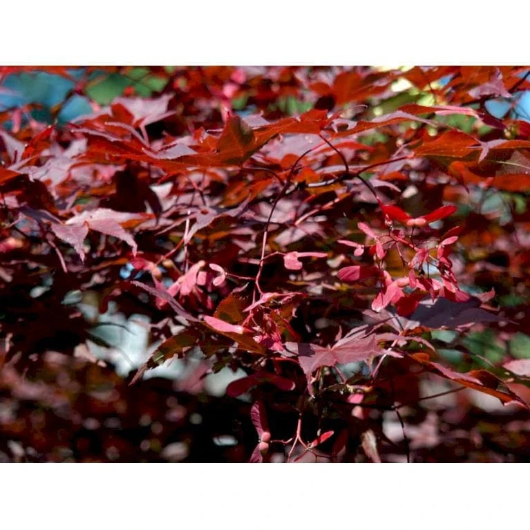 Japansk Ahorn 'Atropurpureum' Acer Palmatum 'Atropurpureum' Potte 4,0 Liter,- 60-80 Cm. 10 Japansk Ahorn 'Atropurpureum' Acer Palmatum 'Atropurpureum' Potte 4,0 Liter,- 60-80 Cm. - Billede 10