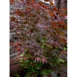 Japansk Ahorn 'Atropurpureum' Acer Palmatum 'Atropurpureum' Potte 4,0 Liter,- 60-80 Cm. 15 Japansk Ahorn 'Atropurpureum' Acer Palmatum 'Atropurpureum' Potte 4,0 Liter,- 60-80 Cm. -Sirius Butik mi72 acer palmatum atropurpureum e5a2