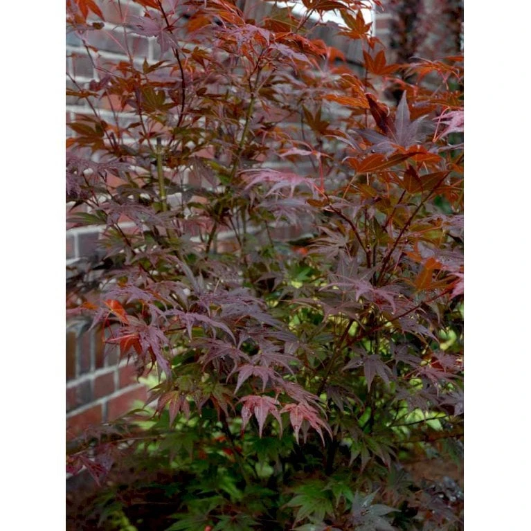 Japansk Ahorn 'Atropurpureum' Acer Palmatum 'Atropurpureum' Potte 4,0 Liter,- 60-80 Cm. 6 Japansk Ahorn 'Atropurpureum' Acer Palmatum 'Atropurpureum' Potte 4,0 Liter,- 60-80 Cm. - Billede 6