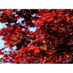 Japansk Ahorn 'Atropurpureum' Acer Palmatum 'Atropurpureum' Potte 4,0 Liter,- 60-80 Cm. 12 Japansk Ahorn 'Atropurpureum' Acer Palmatum 'Atropurpureum' Potte 4,0 Liter,- 60-80 Cm. -Sirius Butik mi72 acer palmatum atropurpureum ecd3