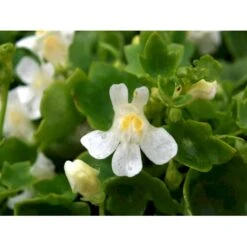 Vedbend-Torskemund Cymbalaria Muralis 'Alba' 10 Cm. Potte -Sirius Butik mi735 cymbalaria muralis alba bb0c