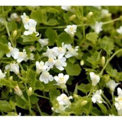 Vedbend-Torskemund Cymbalaria Muralis 'Alba' 10 Cm. Potte -Sirius Butik mi735 cymbalaria muralis alba c821