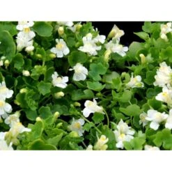 Vedbend-Torskemund Cymbalaria Muralis 'Alba' 10 Cm. Potte -Sirius Butik mi735 cymbalaria muralis alba e431