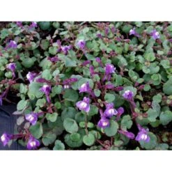 Håret Torskemund Cymbalaria Pallida 10 Cm. Potte -Sirius Butik mi736 cymbalaria pallida 6d8e