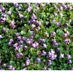 Håret Torskemund Cymbalaria Pallida 10 Cm. Potte -Sirius Butik mi736 cymbalaria pallida 8685