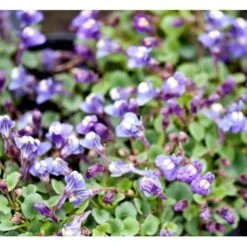 Håret Torskemund Cymbalaria Pallida 10 Cm. Potte -Sirius Butik mi736 cymbalaria pallida 8ace