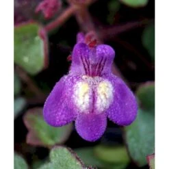 Håret Torskemund Cymbalaria Pallida 10 Cm. Potte -Sirius Butik mi736 cymbalaria pallida d3c7