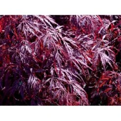 Opstammet Japansk Ahorn 'Garnet' Acer Palmatum Dissectum 'Garnet' Potte 4,0 Liter,- 40-50 Cm. -Sirius Butik mi73 acer palmatum garnet 493e