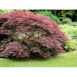 Opstammet Japansk Ahorn 'Garnet' Acer Palmatum Dissectum 'Garnet' Potte 4,0 Liter,- 40-50 Cm. -Sirius Butik mi73 acer palmatum garnet 8a10