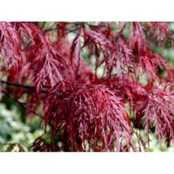 Opstammet Japansk Ahorn 'Garnet' Acer Palmatum Dissectum 'Garnet' Potte 4,0 Liter,- 40-50 Cm. -Sirius Butik mi73 acer palmatum garnet dcb7
