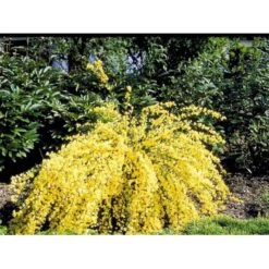 Vårgyvel Cytisus Praecox 'Allgold' Potte 2 Liter. -Sirius Butik mi740 cytisus praecox allgold 7cf6