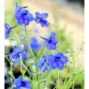Ridderspore 'Blauer Zwerg' Delphinium Grandiflorum 'Blauer Zwerg' 1 Liter Potte