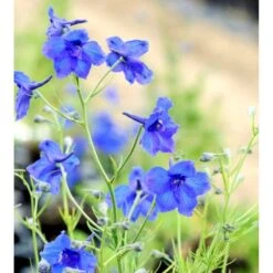 Ridderspore 'Blauer Zwerg' Delphinium Grandiflorum 'Blauer Zwerg' 1 Liter Potte