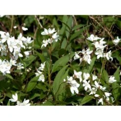 Lille Stjernetop 'Nikko' Deutzia 'Nikko' 3,5 Liter Potte -Sirius Butik mi754 deutzia gracilis nikko 609b