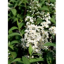 Stjernetop 'Dippon' Deutzia Crenata 'Dippon' 3,5 Liter Potte