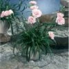 Havenellike -Rosa- Dianthus Caryophyllus -rosa- 10 Cm. Potte