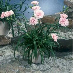 Havenellike -Rosa- Dianthus Caryophyllus -rosa- 10 Cm. Potte