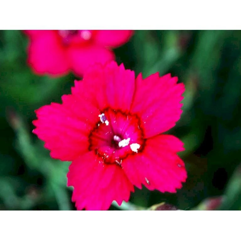 Bakkenellike Dianthus Deltoides 'Erectus' 10 Cm. Potte 1 Bakkenellike Dianthus Deltoides 'Erectus' 10 Cm. Potte