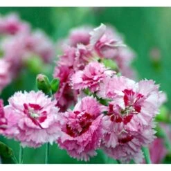 Fjernellike 'Maggie' Dianthus Plumarius 'Maggie' 10 Cm. Potte -Sirius Butik mi794 dianthus plumarius maggie 51f5