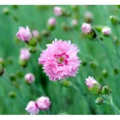 Fjernellike 'Maggie' Dianthus Plumarius 'Maggie' 10 Cm. Potte -Sirius Butik mi794 dianthus plumarius maggie cea0