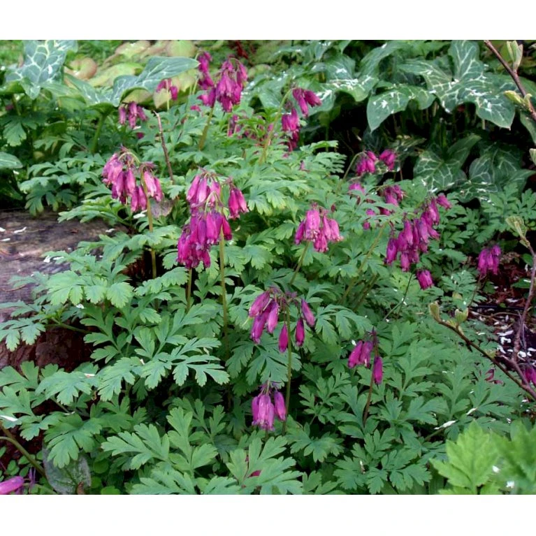 Småhjerte Dicentra Eximia 1 Liter Potte 1 Småhjerte Dicentra Eximia 1 Liter Potte