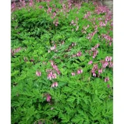 Småhjerte Dicentra Eximia 1 Liter Potte 5 Småhjerte Dicentra Eximia 1 Liter Potte -Sirius Butik mi796 dicentra eximia 9d1c