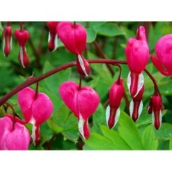 Løjtnantshjerte Dicentra Spectabilis 1 Liter Potte -Sirius Butik mi801 dicentra spectabilis 23d0