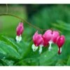 Løjtnantshjerte Dicentra Spectabilis 1 Liter Potte