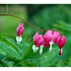 Løjtnantshjerte Dicentra Spectabilis 1 Liter Potte